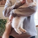 Foto del gato perdido en Loire Authion