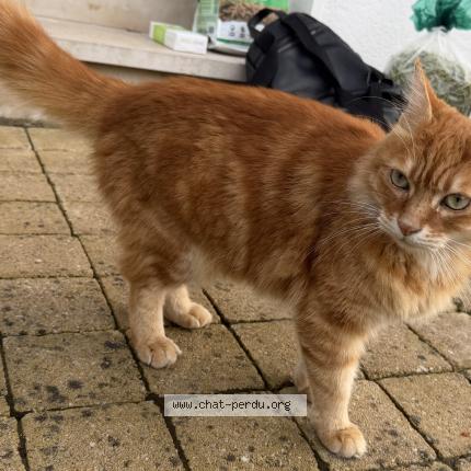 Foto 1/1 Gato encontrado Encontrado en Tourcoing