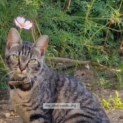 Foto 1/1 Scully Chat perdido en Villedommange