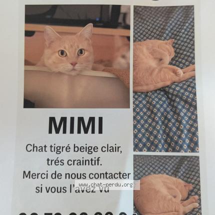Foto 1/1 Mimi Chat perdido en Rodez