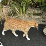 Foto del gato perdido en Chemere