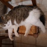 Foto del gato perdido en Boujan Sur Libron