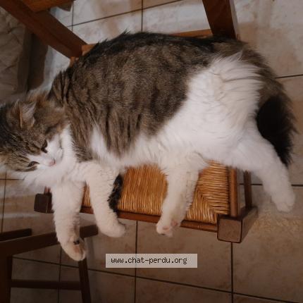 Foto 1/1 Minou Chat perdido en Boujan sur libron