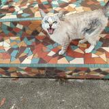 Foto de gato encontrado en Marciac