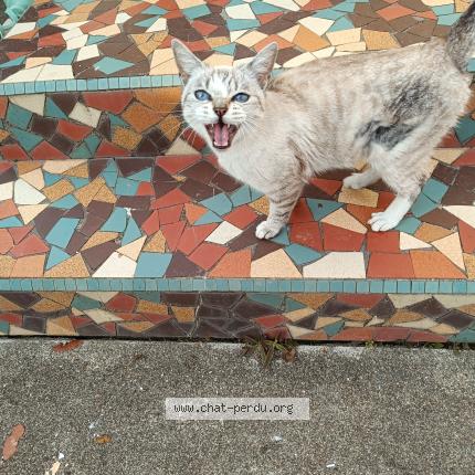 Foto 1/1 Gato encontrado Encontrado en Marciac