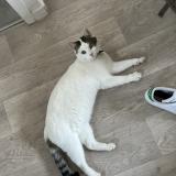 Foto del gato perdido en Beauzelle