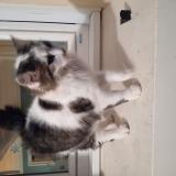 Foto de gato encontrado en St Crespin Sur Moine