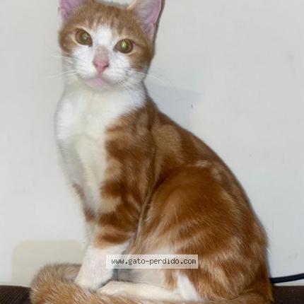 Foto 1/1 Chess Chat perdido en Los laureles