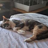 Foto del gato perdido en Orlando