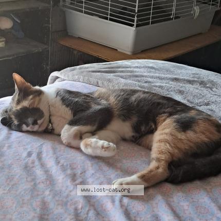 Foto 1/1 Irma Chat perdido en Orlando