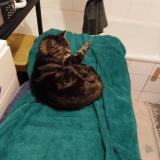 Foto del gato perdido en Palaiseau