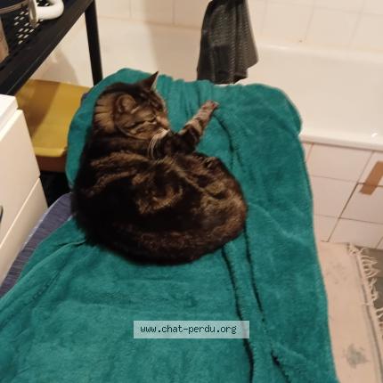 Foto 1/1 Grisou Chat perdido en Palaiseau