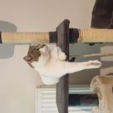 Foto del gato perdido en Cosse Le Vivien