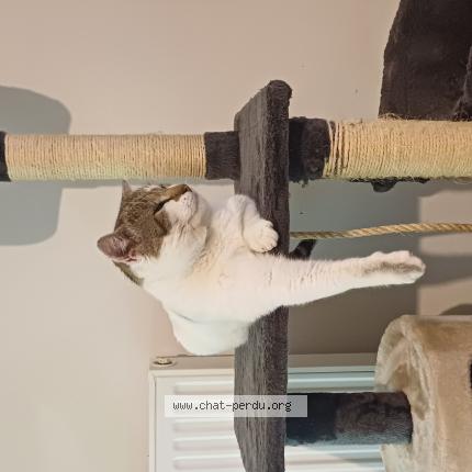 Foto 1/1 Scooby Chat perdido en Cosse le vivien