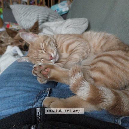 Foto 1/1 Poupi Chat perdido en Saint alban