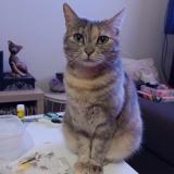 Foto del gato perdido en Ingrandes Le Fresne Sur Loire