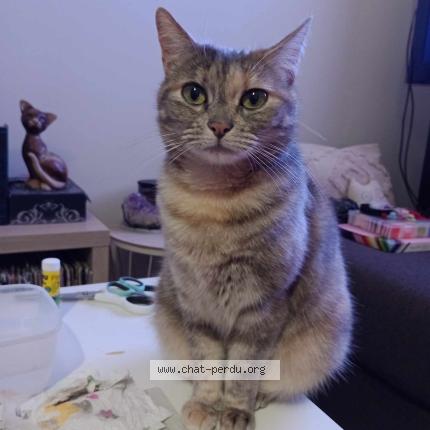 Foto 1/1 Reese Chat perdido en Ingrandes le fresne sur loire