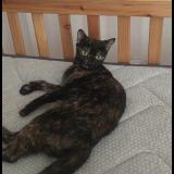 Foto del gato perdido en Beaucaire