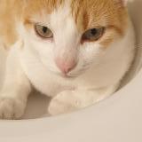 Foto del gato perdido en Chatenoy Le Royal