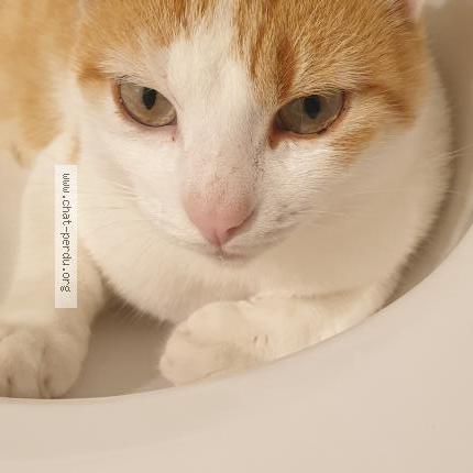 Foto 1/1 Pitou Chat perdido en Chatenoy le royal