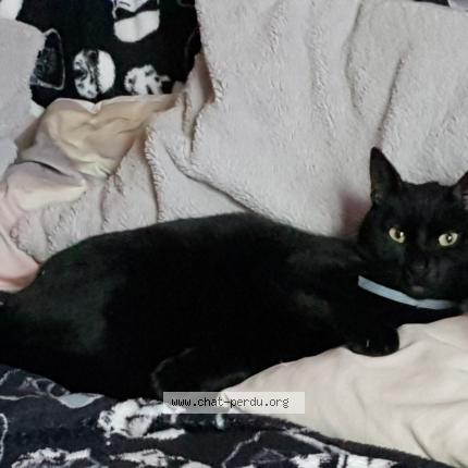 Foto 1/1 Lucky Chat perdido en Saint ouen l aumone