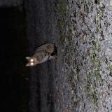 Foto de gato encontrado en Higueres Souye