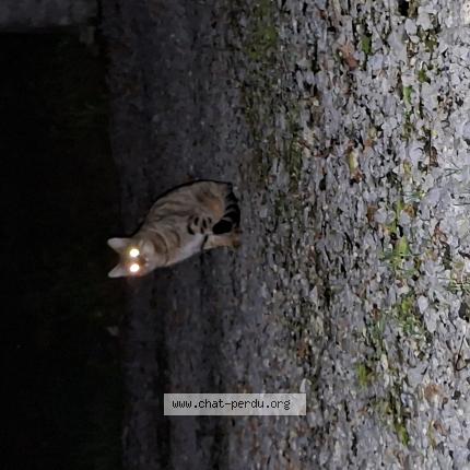 Foto 1/1 Gato encontrado Encontrado en Higueres souye