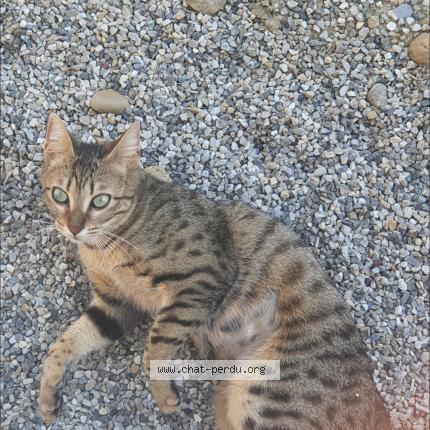Foto 1/1 Nala Chat perdido en Bourgoin jallieu