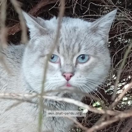 Foto 1/1 Gato encontrado Encontrado en Saint etienne
