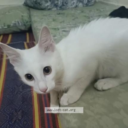 Foto 1/1 Samandar Khan Chat perdido en Banni chowk rawalpindi