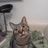 Foto del gato perdido en Escalquens