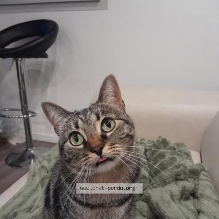Foto 1/1 Pépette Chat perdido en Escalquens
