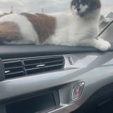 Foto del gato perdido en Savenes