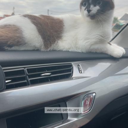 Foto 1/1 NALA Chat perdido en Savenes