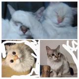 Foto del gato perdido en Peoria