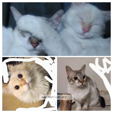 Foto 1/1 Simba Chat perdido en Peoria