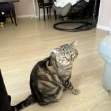 Foto del gato perdido en Moingt Montbrison