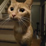 Foto del gato perdido en North York