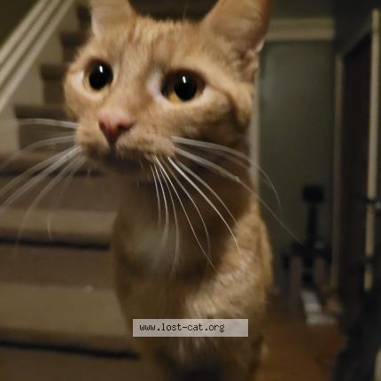 Foto 1/1 Bella Chat perdido en North york