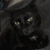 Foto del gato perdido en Sens