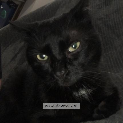 Foto 1/5 Krokmou Chat perdido en Sens