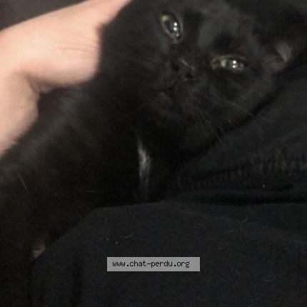 Foto 3/5 Krokmou Chat perdido en Sens