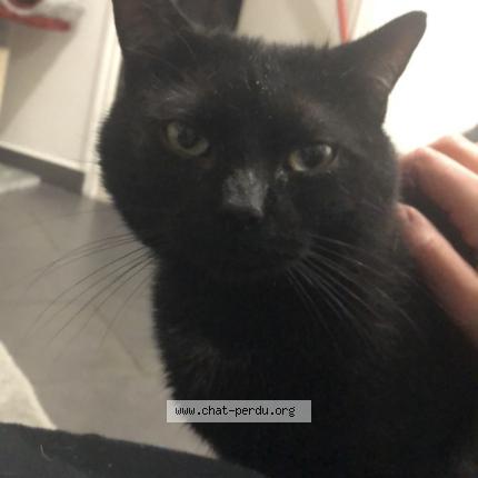 Foto 4/5 Krokmou Chat perdido en Sens