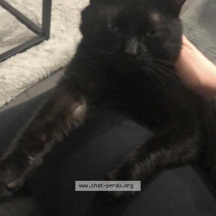 Foto 5/5 Krokmou Chat perdido en Sens