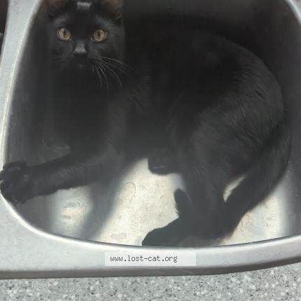 Foto 1/1 Felix Chat perdido en Edmonton