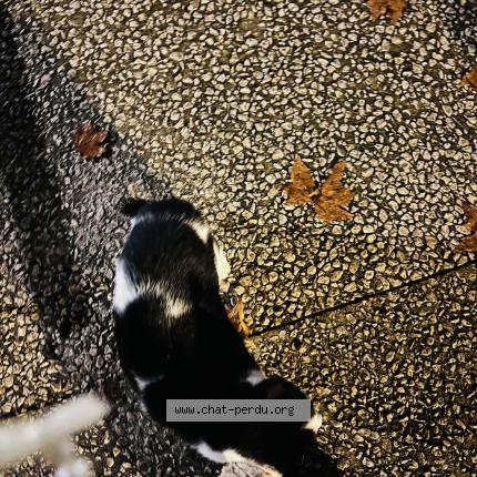 Foto 1/1 Gato encontrado Encontrado en Nimes