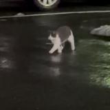 Foto de gato encontrado en New Rochelle