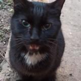 Foto de gato encontrado en Saint Laurent De Mure