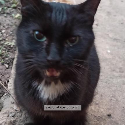 Foto 1/1 Gato encontrado Encontrado en Saint laurent de mure