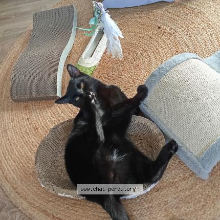 Foto 1/1 Simba Chat perdido en Nogaro